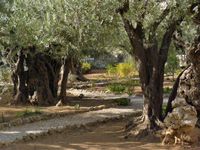 Garten Getsemani - Jesus zieht sich nach dem Abendmahl zur&uuml;ck